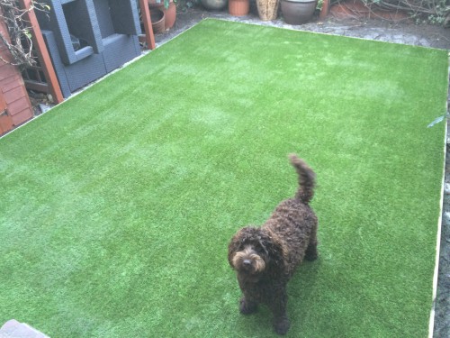 can dogs pee on artificial grass